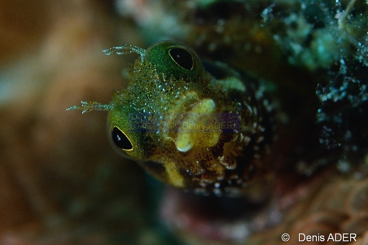 Acanthemblemaria spinosa-Bonaire Buddy reef-35m-20180219-Denis-ADER-C_6920-1_tn.jpg